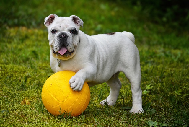 Er anti-gø halsbåndet det rigtige for din hund? Eksperterne vejleder